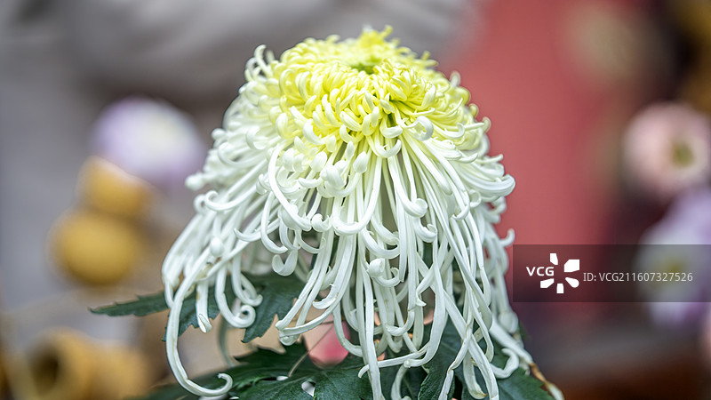 2025年秋季成都人民公园菊花展上的菊花图片素材