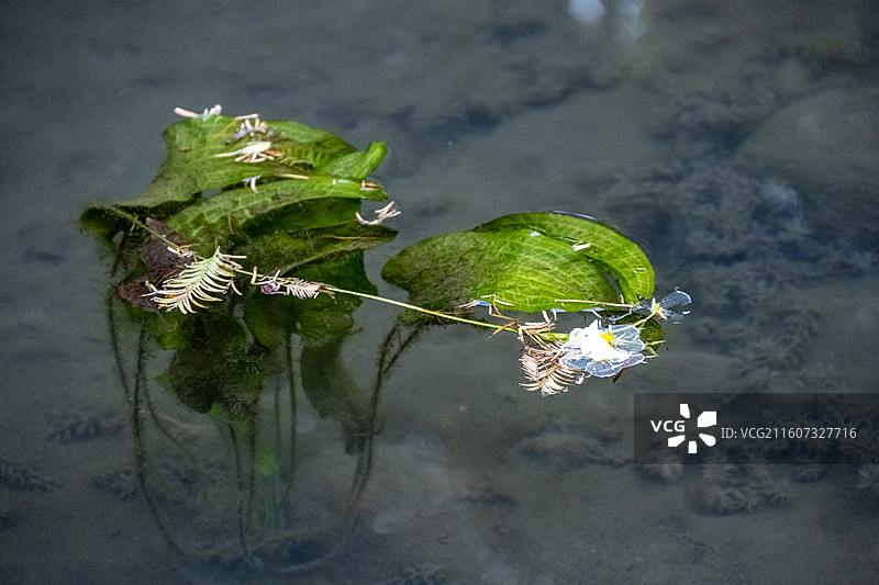 江西庐山 庐山植物园 庐山秋景 植物园 水性杨花图片素材