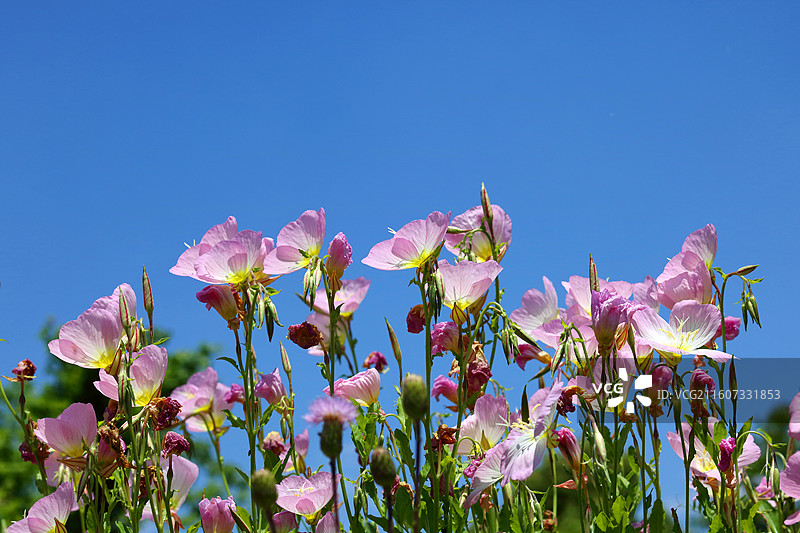 蓝色天空下粉红色开花植物的低角度视图图片素材