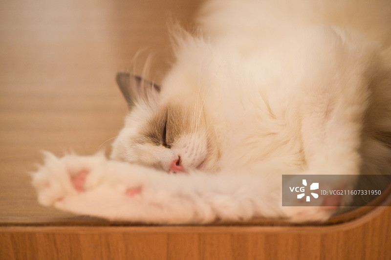 赏猫猫图片素材