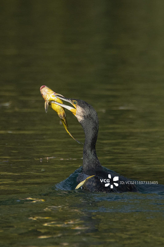 鸬鹚吃黄骨鱼图片素材