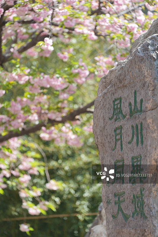 北京 春天 长富宫饭店 八重樱 染井吉野 樱花图片素材