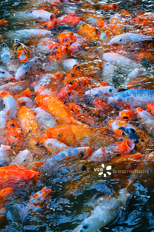 中国野生动物野外动物拍摄主题，鱼池鱼塘里五颜六色的锦鲤正在觅食，户外白昼无人图像摄影图片素材