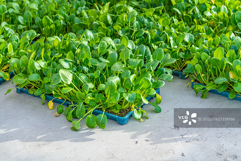 新疆 乌鲁木齐 米东区  育苗工厂 温室大棚图片素材