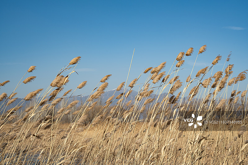 北京延庆野鸭湖湿地公园图片素材