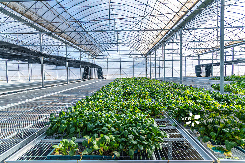 新疆 乌鲁木齐 米东区  育苗工厂 温室大棚图片素材