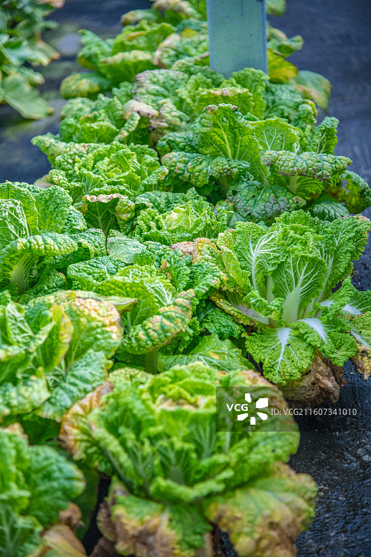 新疆 乌鲁木齐 米东区  育苗工厂 温室大棚图片素材