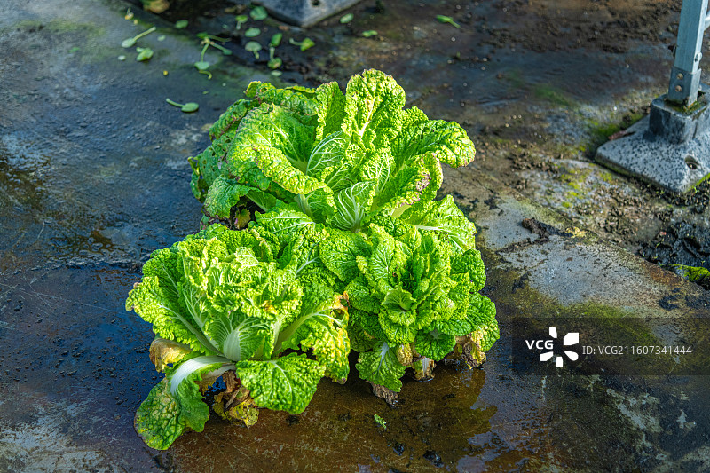 新疆 乌鲁木齐 米东区  育苗工厂 温室大棚图片素材