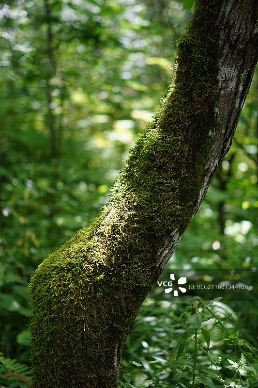 神农架景区风景图片素材