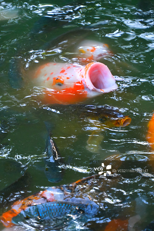 中国野生动物野外动物拍摄主题，鱼池鱼塘里五颜六色的锦鲤正在觅食，户外白昼无人图像摄影图片素材
