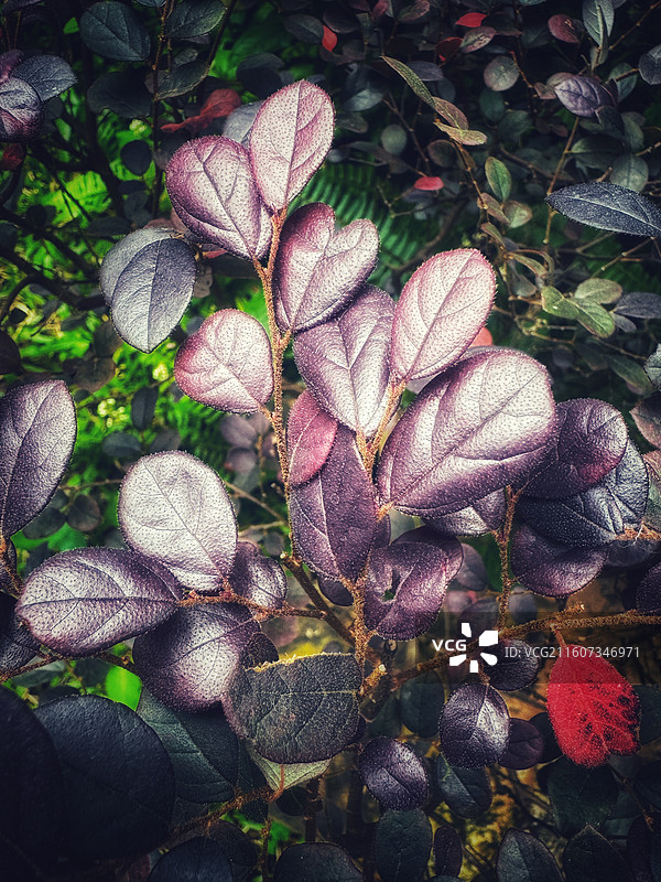 红花檵木图片素材