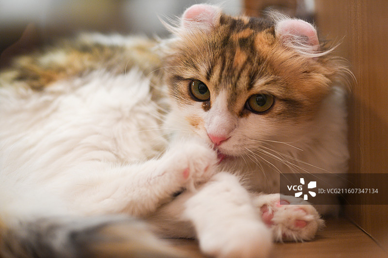 赏猫猫图片素材