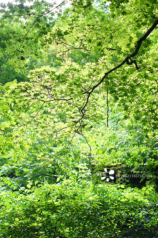 神农架景区风景图片素材