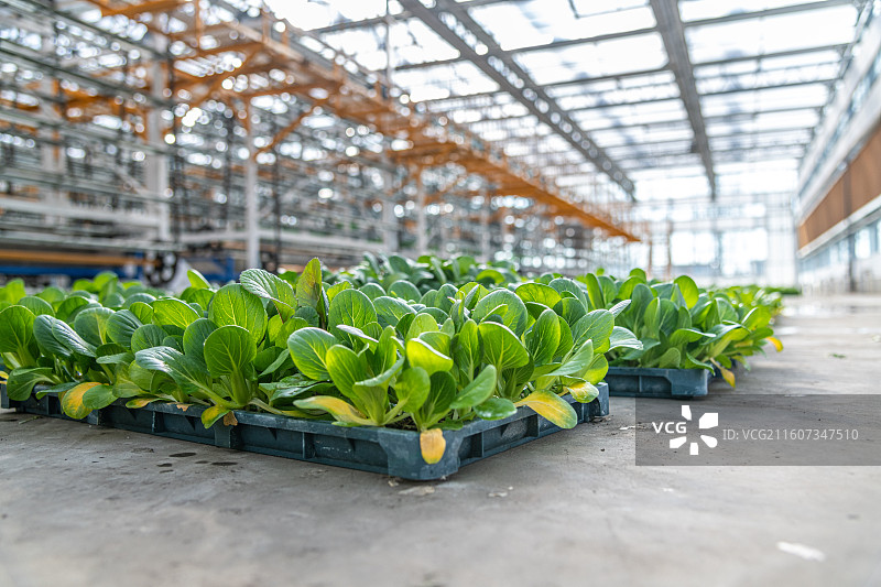 新疆 乌鲁木齐 米东区  育苗工厂 温室大棚图片素材