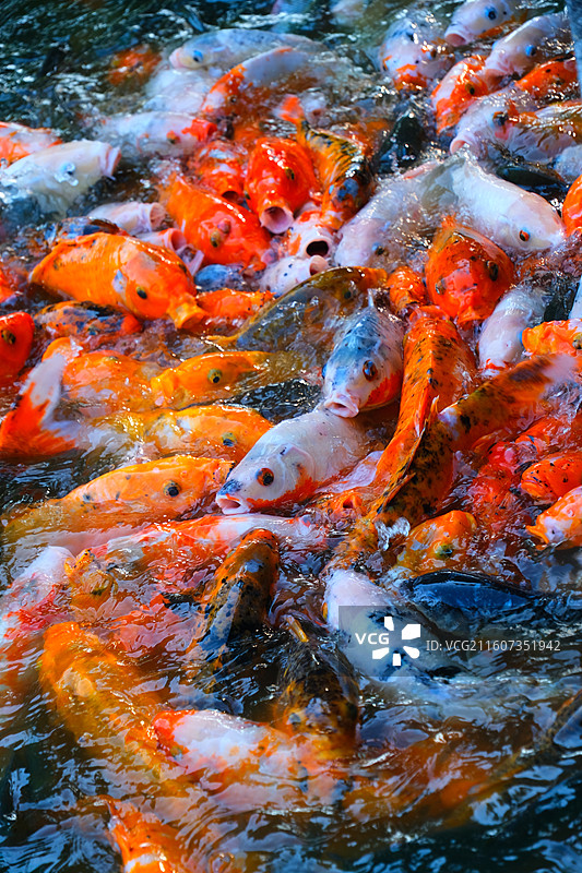 中国野生动物野外动物拍摄主题，鱼池鱼塘里五颜六色的锦鲤正在觅食，户外白昼无人图像摄影图片素材
