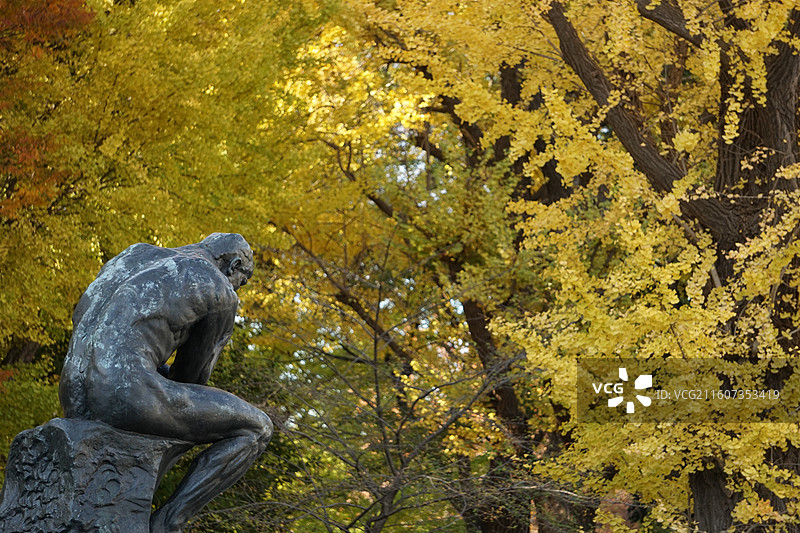 日本 东京 秋天 银杏图片素材