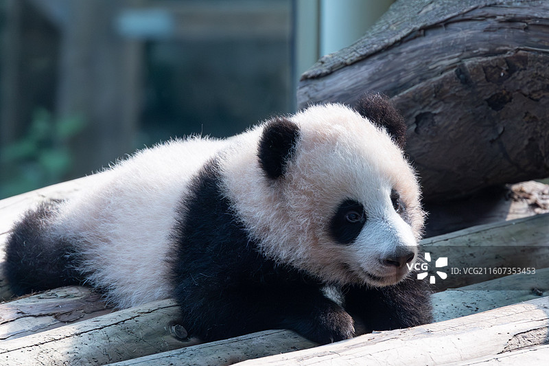 熊猫幼崽重庆动物园大熊猫图片素材