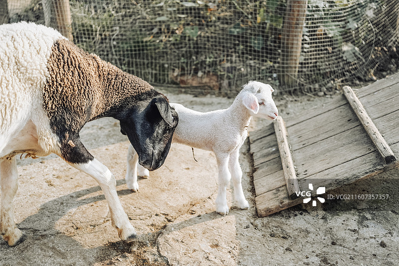 小羊羔，羊子，小绵羊，幼仔，刚出生，小羊，绵羊，羊子，山羊，成都麓湖小岛动物农场，野生动物，家畜图片素材