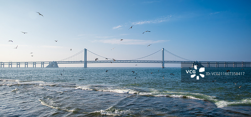 大连星海湾大桥海鸥图片素材