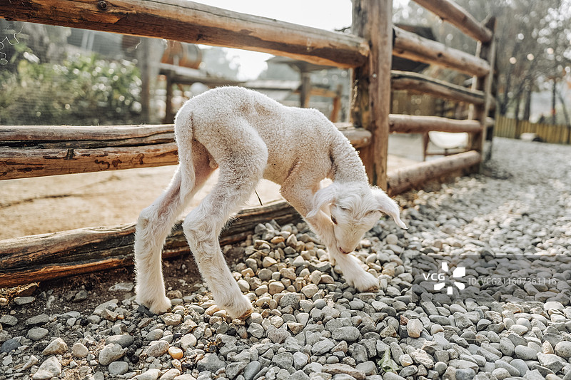 小羊羔，羊子，小绵羊，幼仔，刚出生，小羊，绵羊，羊子，山羊，成都麓湖小岛动物农场，野生动物，家畜图片素材