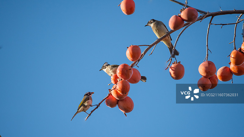 景山公园吃柿子的鸟儿图片素材
