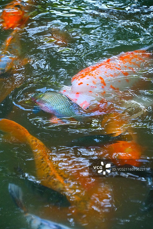 中国野生动物野外动物拍摄主题，鱼池鱼塘里五颜六色的锦鲤正在觅食，户外白昼无人图像摄影图片素材