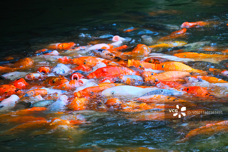 中国野生动物野外动物拍摄主题，鱼池鱼塘里五颜六色的锦鲤正在觅食，户外白昼无人图像摄影图片素材