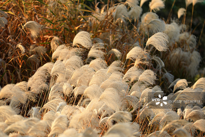 随风起舞的白色芦苇花图片素材