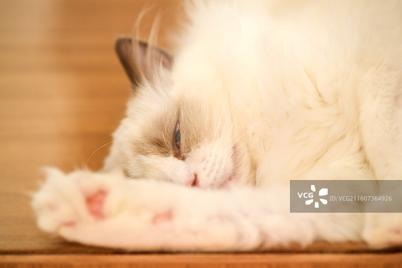 赏猫猫图片素材