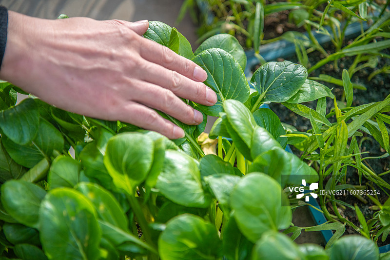 新疆 乌鲁木齐 米东区  育苗工厂 温室大棚图片素材
