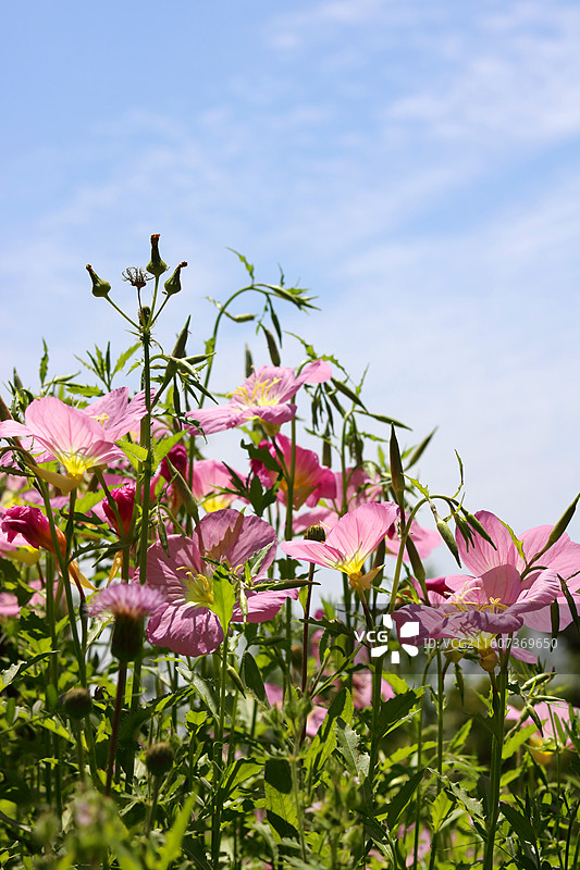 蓝色天空下粉红色开花植物的低角度视图图片素材