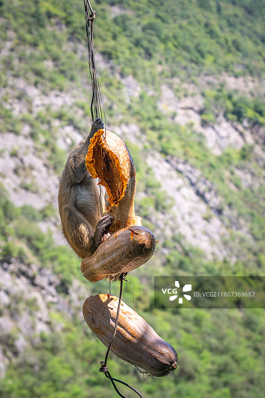 重庆 雪玉洞 野生 猴子 猕猴图片素材