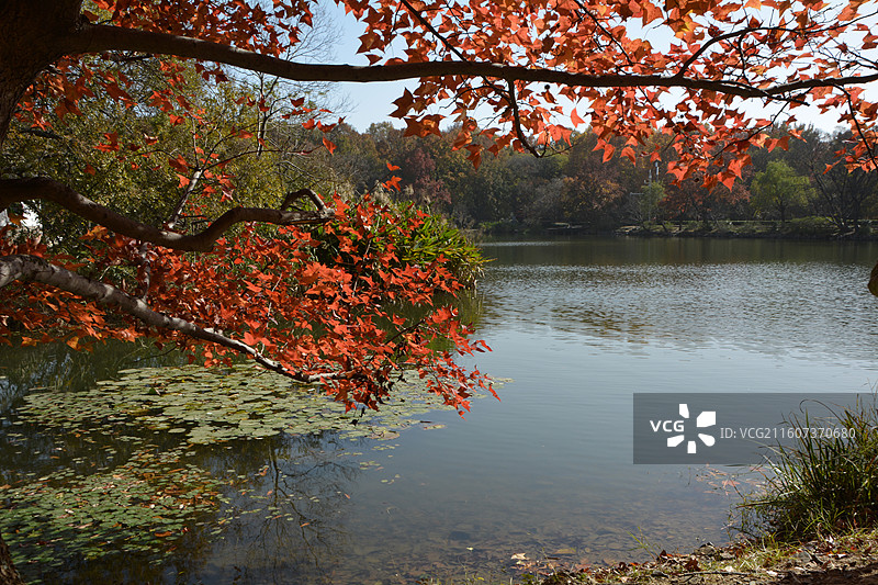 南京明孝陵景区紫霞湖图片素材