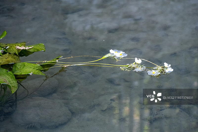 江西庐山 庐山植物园 庐山秋景 植物园 水性杨花图片素材