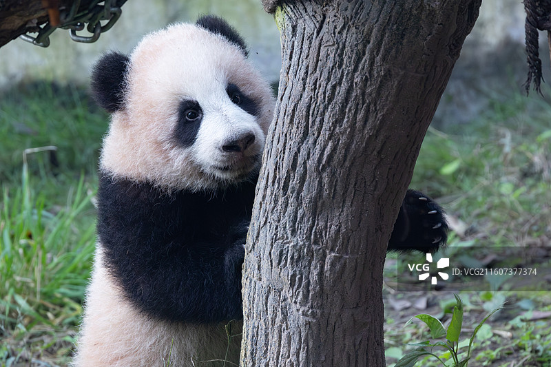 熊猫幼崽重庆动物园大熊猫图片素材