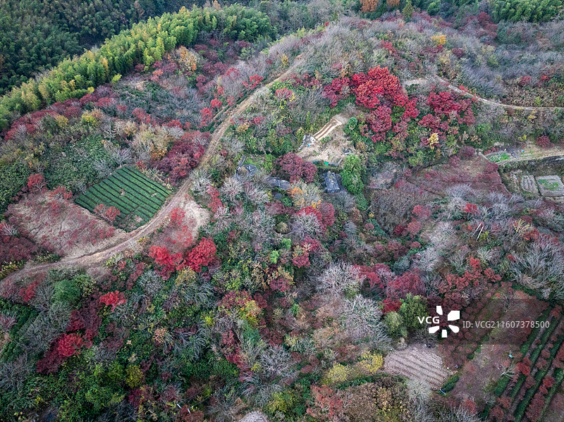 浙江宁波四明山丹山赤水柿林村秋季航拍图片素材