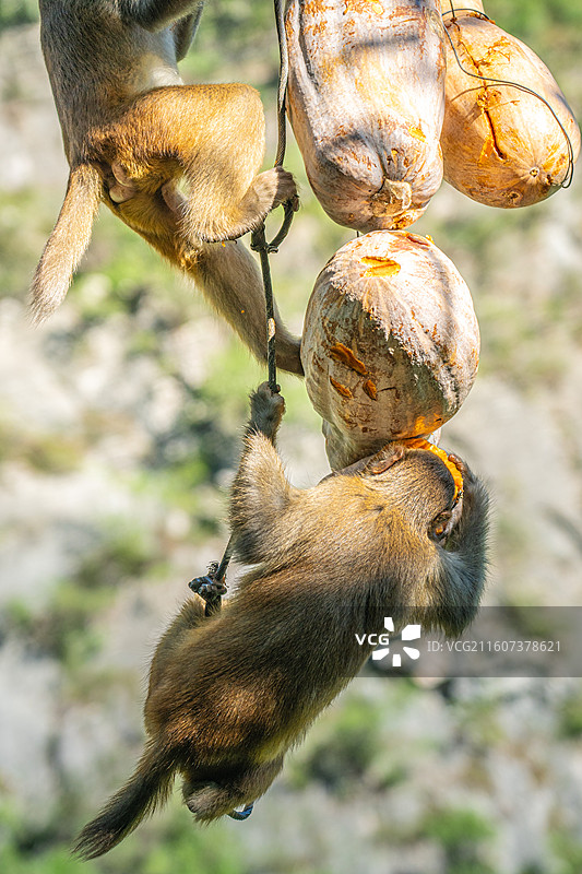 重庆 雪玉洞 野生 猴子 猕猴图片素材