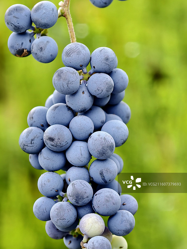 野葡萄图片素材