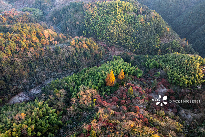 浙江宁波四明山丹山赤水柿林村秋季航拍图片素材