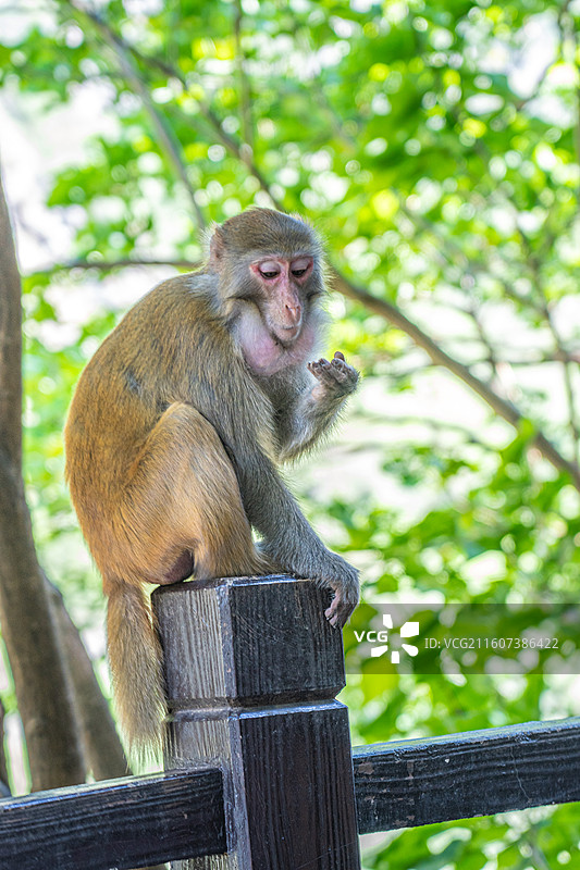 重庆 雪玉洞 野生 猴子 猕猴图片素材