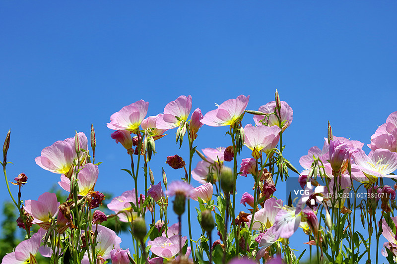 蓝色天空下粉红色开花植物的低角度视图图片素材