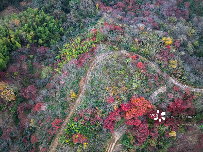 浙江宁波四明山丹山赤水柿林村秋季航拍图片素材