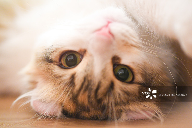 赏猫猫图片素材