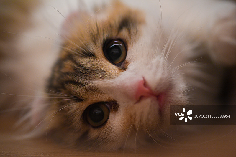 赏猫猫图片素材