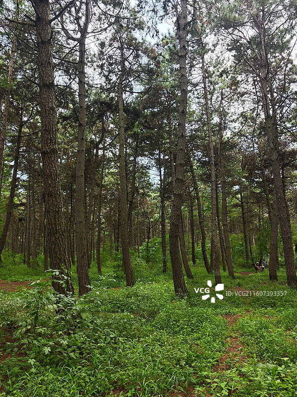 长春静月潭景区风光系列之黑松林图片素材