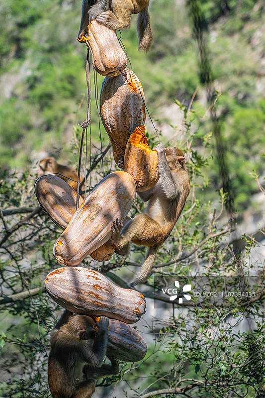 重庆 雪玉洞 野生 猴子 猕猴图片素材