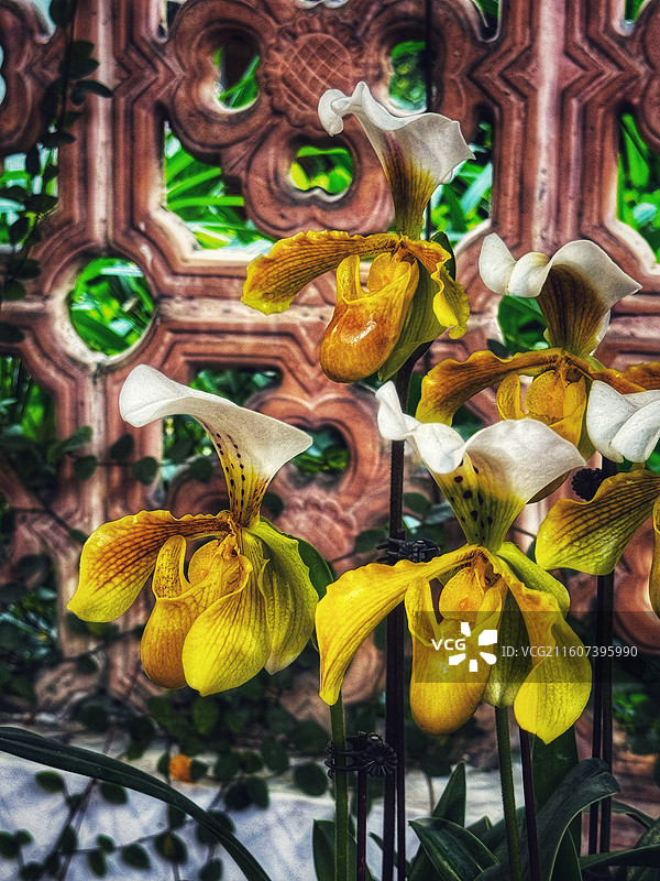 白旗 X 报春 兜兰图片素材