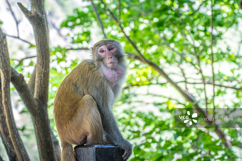 重庆 雪玉洞 野生 猴子 猕猴图片素材