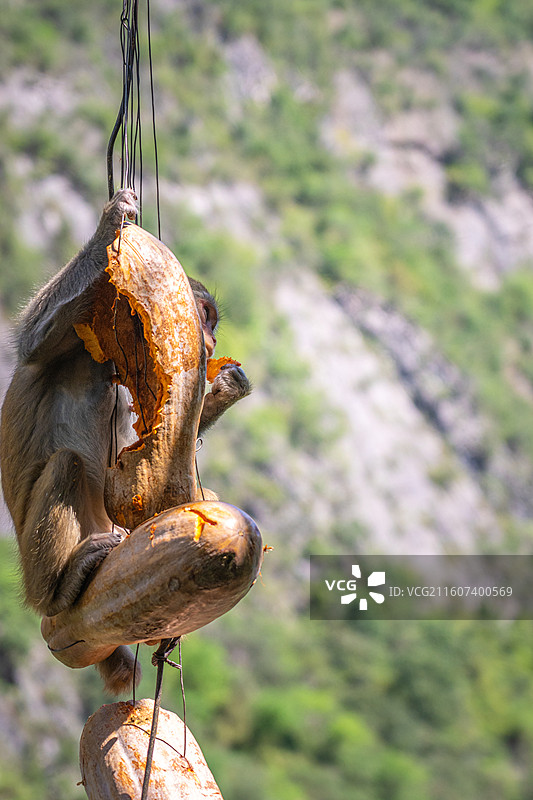重庆 雪玉洞 野生 猴子 猕猴图片素材
