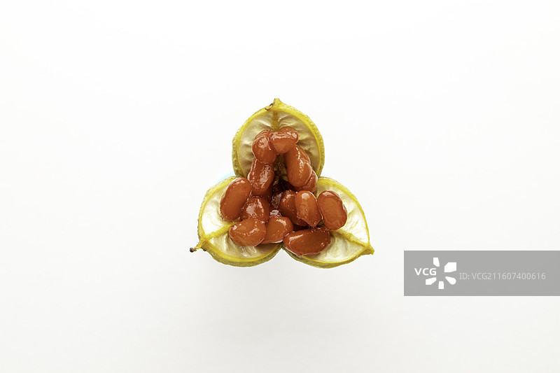 白色背景下海桐果实的特写镜头图片素材